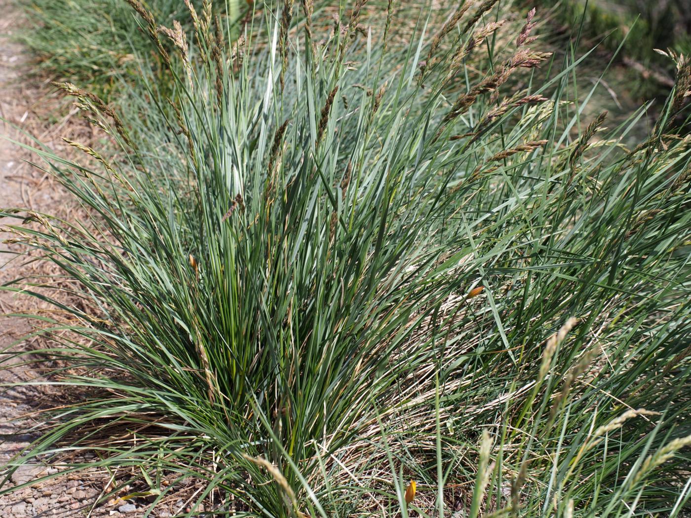 Fescue, (Loose-clustered) plant